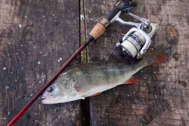 Kupa Balık tutma. Büyük tatlı su levrek ve balık tutmak için ekipmanlar wo üzerinde