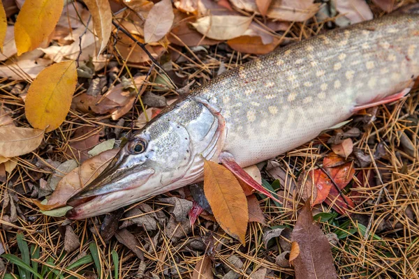 Freshwater pike fish. Freshwater pike fish on yellow leaves at a