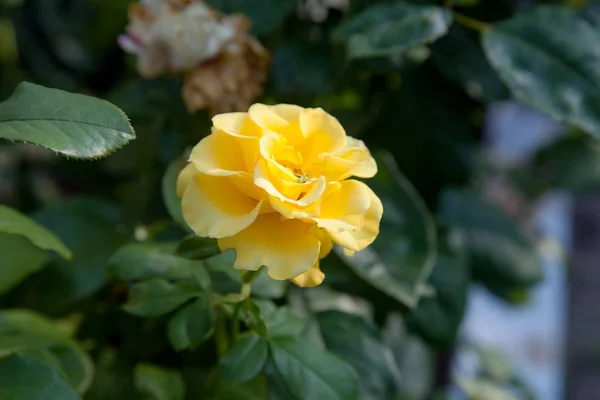 Schöne gelbe Rose, die in der Garde wächst — Stockfoto