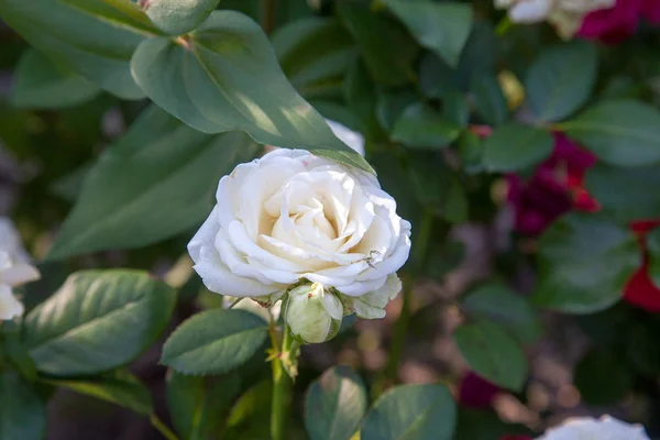Piękny biały różany krzew rośnie w ogrodach — Zdjęcie stockowe