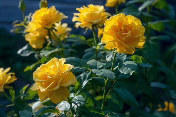 Beautiful yellow rose bush growing in the garde — Stock Photo, Image