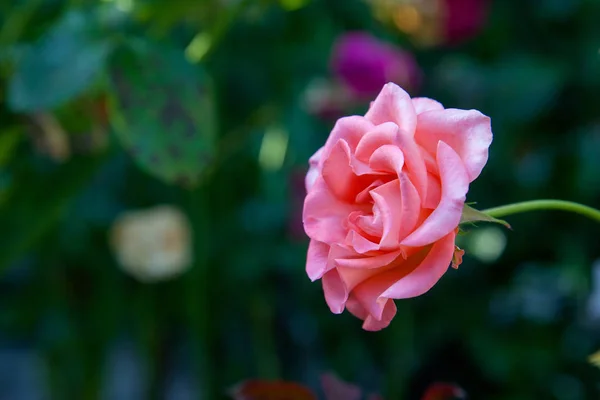 Beautiful pink rose growing in the garde — Stock Photo, Image