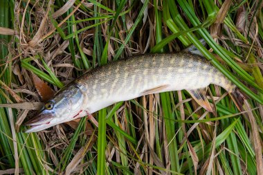 Kuru ve yeşil reed üzerinde büyük tatlı su pike yalanların görünümü kadar kapatın.