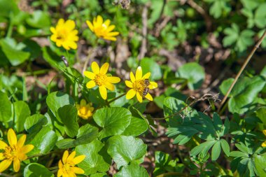 Arı polen Marsh kadife çiçeği (Caltha palustris) flo toplama