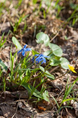 Scilla siberica (Sibirya squill veya ahşap squill) küçük mavi akış