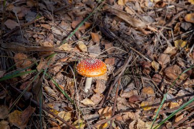Sinek agaric veya sinek amanit olarak bilinen mantarı,