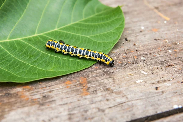 Hermosa oruga negra y amarilla se arrastra sobre una gran hoja verde . — Foto de Stock