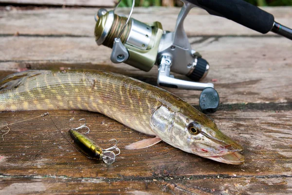 Luccio d'acqua dolce e attrezzature da pesca si trova su sfondo di legno . — Foto Stock