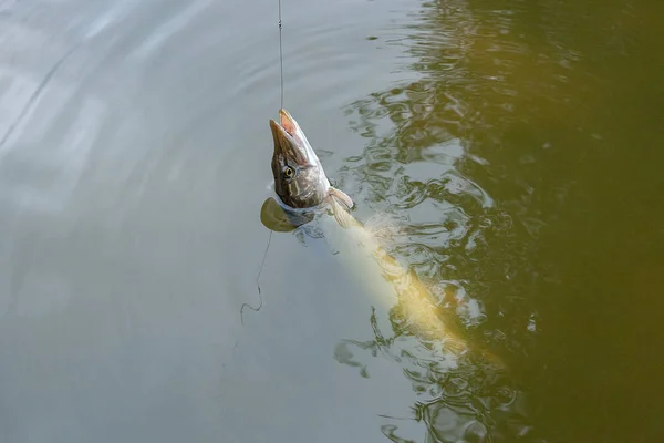 Net gevangen zoetwatervis snoek (Esox lucius) in pond — Stockfoto