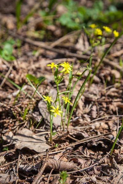 Gagea lutea, la Estrella Amarilla de Belén floreciendo en primavera — Foto de Stock