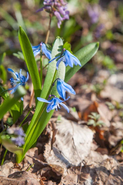 Scilla siberica (Ladoňka sibiřská nebo dřevo squill) malé modré toku — Stock fotografie