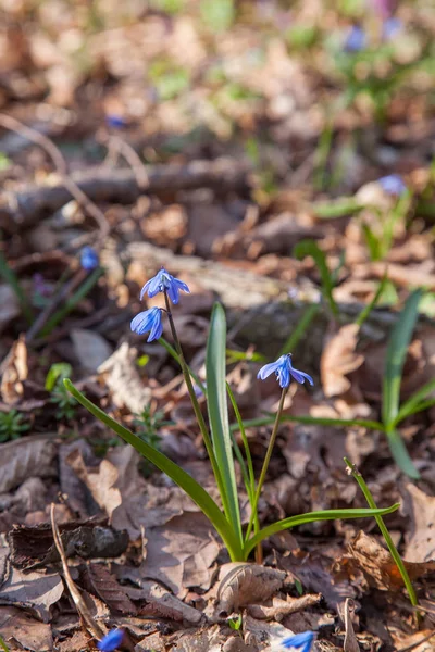 Scilla siberica (Siberian squill or wood squill) small blue flow — Stock Photo, Image