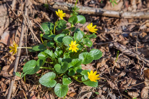 Group of Marsh Marigold (Caltha palustris) blooming in spring fo — Stock Photo, Image