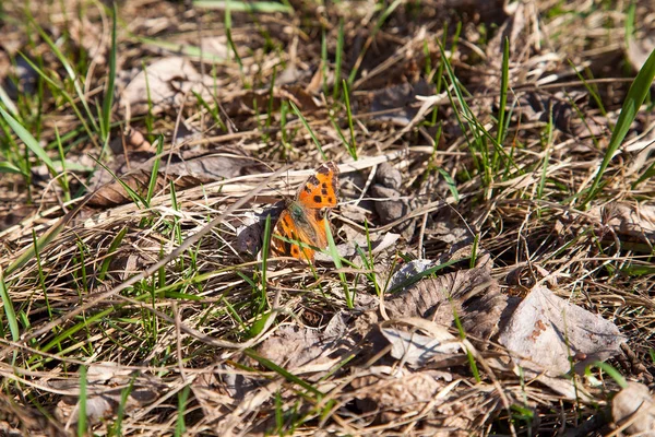 Monarch kelebek kuru çimlerin üzerine. — Stok fotoğraf