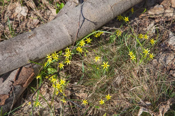 Grób Magdolna lutea, a tavasszal virágzó sárga Star-of-Bethlehem — Stock Fotó