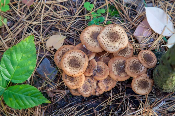 Büyük grup Armillaria mellea growi dan yenilebilir mantar