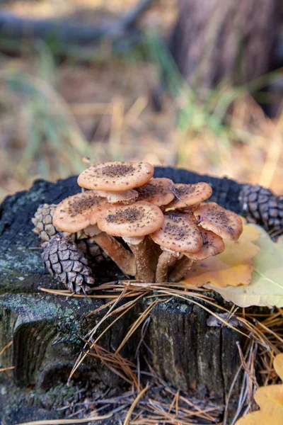 Champignons des forêts sauvages agar au miel sur souche de bois — Photo