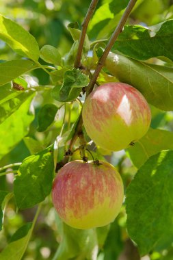 Bir elma ağacı dalında asılı parlak lezzetli elma veya