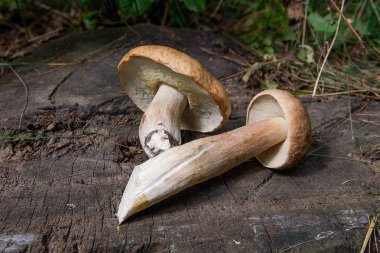 Birkaç porcini mantar (Boletus mantarı, cep, penny çörek, porci