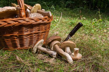 Birkaç porcini mantar (Boletus mantarı, cep, penny çörek, porci