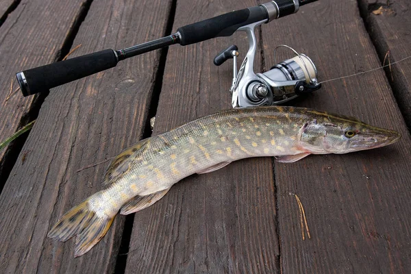 Freshwater pike and fishing equipment lies on wooden background.