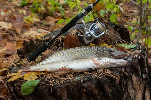 Freshwater pike fish lies on a wooden hemp and fishing rod with