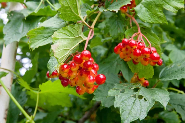 Gyönyörű skarlát vörös bogyós gyümölcsök, Viburnum opulus guelder Rózsa — Stock Fotó