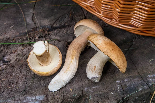 Flera Karljohanssvamp (Boletus edulis, cep, penny bulle, porci — Stockfoto