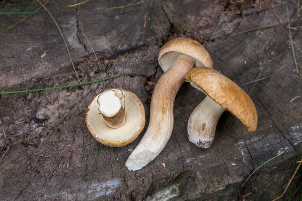 Vários cogumelos Porcini (Boletus edulis, cep, penny bun, porci — Fotografia de Stock
