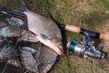 Büyük tatlı su ortak çipura balık ve olta ile reel la üzerinde