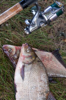 İki büyük tatlı su ortak çipura balık ve Olta Makarası o ile