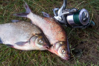 Başarılı Balık tutma - iki büyük tatlı su balığı balık ve balıkçılık 