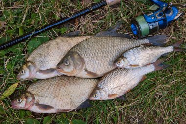 Birkaç ortak çipura balık, crucian balık, roach balık, kasvetli balık 