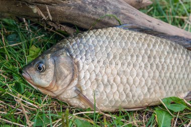 Yeşil çimenlerin üzerinde bir havuz balık. Nat üzerinde tatlı su balık yakalamak