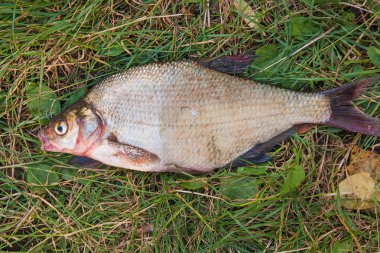 Yeşil çimenlerin üzerinde birkaç ortak çipura balık. Tatlı su fi yakalamak