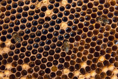 Tatlı tatlım ile petek üzerinde çalışma arı görünümü kadar kapatın