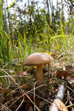 Bir yeşil yosun büyüyen orman mantar kahverengi kap çörek
