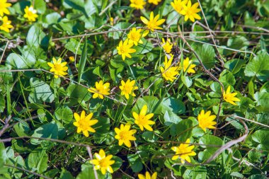 Marsh kadife çiçeği (Caltha palustris) grup içinde çiçek açan bahar fo