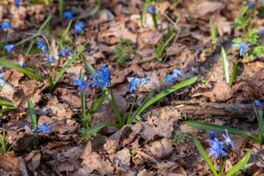 Scilla siberica (Sibirya squill veya ahşap squill) küçük mavi akış