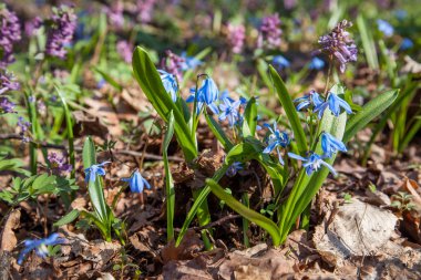 Scilla siberica (Sibirya squill veya ahşap squill) küçük mavi akış