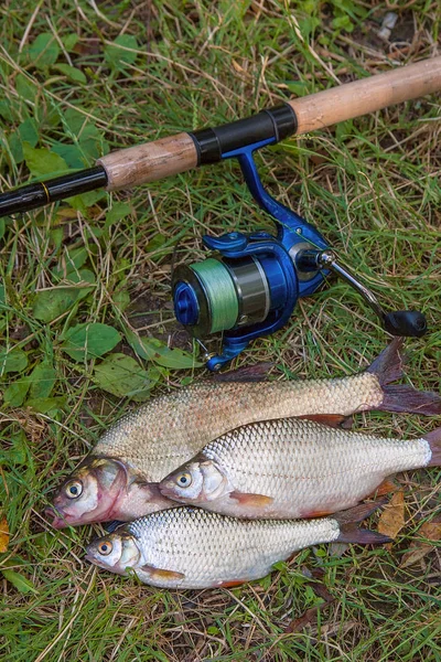 Several common bream fish, crucian fish, roach fish, bleak fish