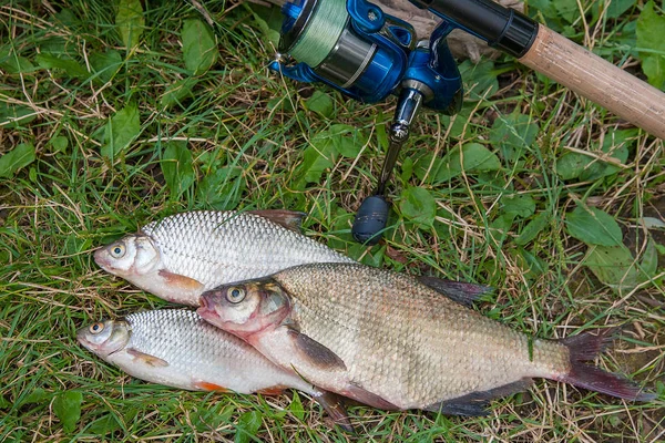 Several common bream fish, crucian fish, roach fish, bleak fish