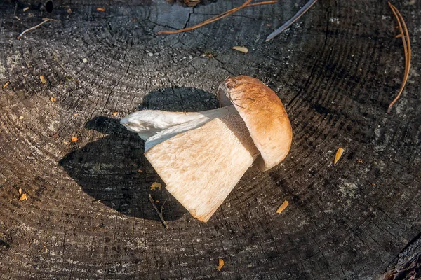 Seta porcini sola (Boletus edulis, porcino o rey bolete ) — Foto de Stock