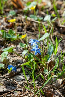 Scilla siberica (Sibirya squill veya ahşap squill) küçük mavi akış