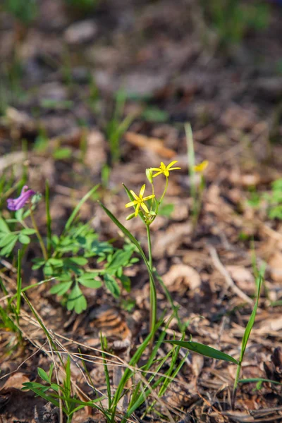 Gagea lutea, the Yellow Star-of-Bethlehem blooming in the spring — Stock Photo, Image