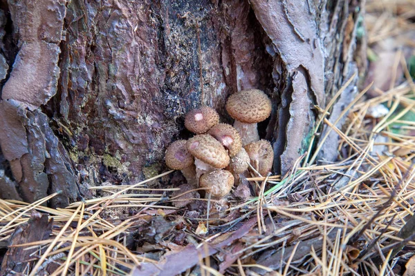 Grande grupo de cogumelos comestíveis da Armillaria mellea growi — Fotografia de Stock