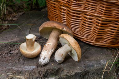 Birkaç porcini mantar (Boletus mantarı, cep, penny çörek, porci