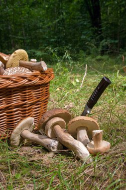Birkaç porcini mantar (Boletus mantarı, cep, penny çörek, porci