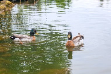 Yaz saati, bir su birikintisi üzerinde yüzen iki yeşilbaş ördekler.