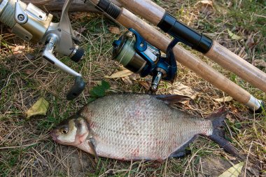 Doğal zemin üzerine birkaç ortak çipura balık. Fr yakalamak